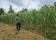 Polsek Bagan Sinembah Tancap Gas Dukung Asta Cita Presiden, Jagung Pipil Tumbuh Subur di Lahan Ketahanan Pangan