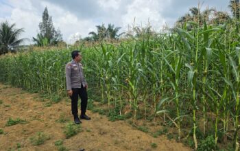 Polsek Bagan Sinembah Tancap Gas Dukung Asta Cita Presiden, Jagung Pipil Tumbuh Subur di Lahan Ketahanan Pangan
