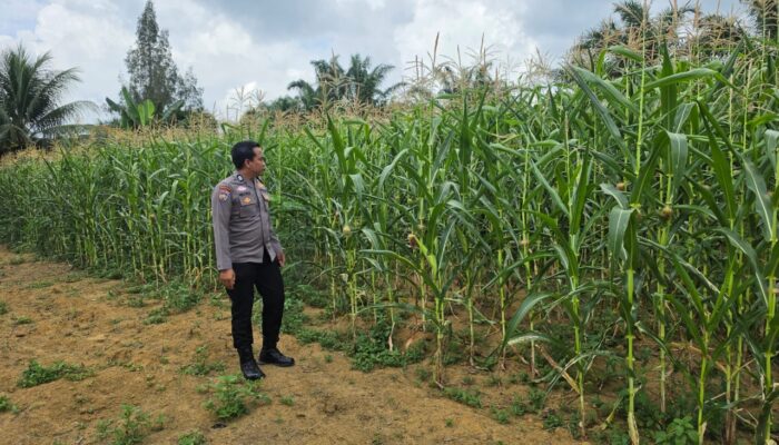 Polsek Bagan Sinembah Tancap Gas Dukung Asta Cita Presiden, Jagung Pipil Tumbuh Subur di Lahan Ketahanan Pangan