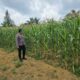 Polsek Bagan Sinembah Tancap Gas Dukung Asta Cita Presiden, Jagung Pipil Tumbuh Subur di Lahan Ketahanan Pangan