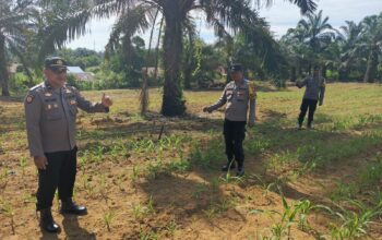 Polsek Bagan Sinembah Cek Pertumbuhan Jagung Pipil, Wujud Dukungan Ketahanan Pangan Nasional
