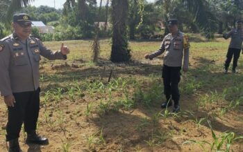 Polsek Bagan Sinembah Cek Pertumbuhan Jagung Pipil, Wujud Dukungan Ketahanan Pangan Nasional