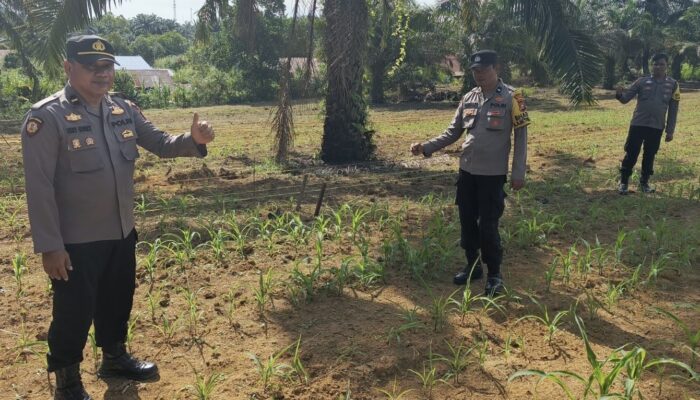 Polsek Bagan Sinembah Cek Pertumbuhan Jagung Pipil, Wujud Dukungan Ketahanan Pangan Nasional