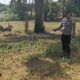 Polsek Bagan Sinembah Cek Pertumbuhan Jagung Pipil, Wujud Dukungan Ketahanan Pangan Nasional