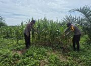 Polsek Bagan Sinembah Intensifkan Pengecekan Jagung Pipil, Dukung Ketahanan Pangan Nasional