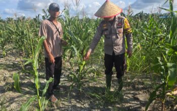 Kapolsek Bangko Bersama Petani Swasembada Pekaitan Perkuat Ketahanan Pangan Nasional