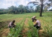 Polsek Bagan Sinembah Perkuat Ketahanan Pangan, Pantau Intensif Pertumbuhan Jagung Dukung Asta Cita Presiden RI