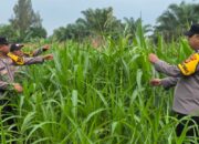 Polsek Bagan Sinembah Perkuat Ketahanan Pangan Nasional, Monitoring Intensif Pertumbuhan Jagung Terus Dilakukan