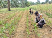 Perkuat Swasembada Pangan, Polsek Bagan Sinembah Lakukan Pengecekan Rutin Tanaman Jagung