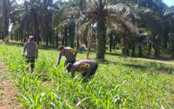 Dukung Asta Cita Presiden, Polsek Bagan Sinembah Pantau Pertumbuhan Jagung Ketahanan Pangan Nasional