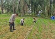 Polsek Bagan Sinembah Lakukan Monitoring Pertumbuhan Jagung Pipil, Dukung Ketahanan Pangan Nasional