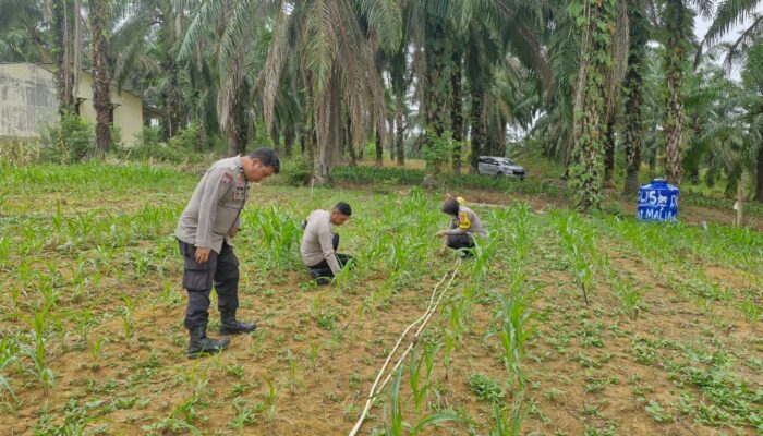 Polsek Bagan Sinembah Lakukan Monitoring Pertumbuhan Jagung Pipil, Dukung Ketahanan Pangan Nasional