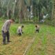 Polsek Bagan Sinembah Lakukan Monitoring Pertumbuhan Jagung Pipil, Dukung Ketahanan Pangan Nasional