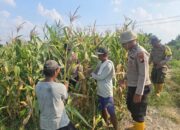 Program Ketahanan Pangan Berbuah Hasil yang baik | Kapolsek Bangko Apresiasi Kelompok Tani Suak Air Hitam