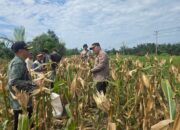 Panen Jagung Serentak di pekaitan | Momentum Kebangkitan Pertanian dan Ketahanan Pangan di Negeri Seribu Kubah