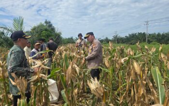 Panen Jagung Serentak di pekaitan | Momentum Kebangkitan Pertanian dan Ketahanan Pangan di Negeri Seribu Kubah