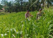 Polsek Bagan Sinembah Dukung Asta Cita Presiden! Monitoring Intensif Jagung Pipil Demi Wujudkan Swasembada Pangan Nasional