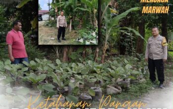 Polri Cinta Petani, Polresta Pekanbaru Perkuat Ketahanan Pangan Melalui Pendampingan Kebun Warga di Cinta Raja