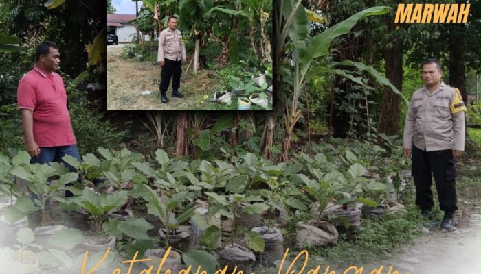 Polri Cinta Petani, Polresta Pekanbaru Perkuat Ketahanan Pangan Melalui Pendampingan Kebun Warga di Cinta Raja