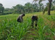 Tak Hanya Jaga Kamtibmas, Polsek Bagan Sinembah Turun ke Ladang, Kawal Ketahanan Pangan Demi Sukseskan Asta Cita Presiden