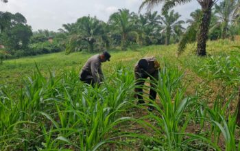 Tak Hanya Jaga Kamtibmas, Polsek Bagan Sinembah Turun ke Ladang, Kawal Ketahanan Pangan Demi Sukseskan Asta Cita Presiden