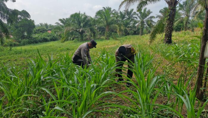 Tak Hanya Jaga Kamtibmas, Polsek Bagan Sinembah Turun ke Ladang, Kawal Ketahanan Pangan Demi Sukseskan Asta Cita Presiden