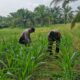 Tak Hanya Jaga Kamtibmas, Polsek Bagan Sinembah Turun ke Ladang, Kawal Ketahanan Pangan Demi Sukseskan Asta Cita Presiden