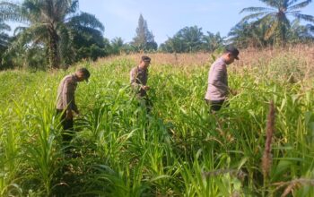 Polsek Bagan Sinembah Intensif Pantau Pertumbuhan Jagung, Wujud Nyata Dukung Program Ketahanan Pangan Nasional