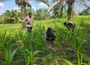 Polsek Bagan Sinembah Intensif Pantau Pertumbuhan Jagung, Wujud Nyata Dukung Ketahanan Pangan Nasional