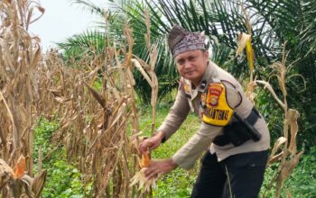 Dukung Asta Cita Presiden, Polsek Bagan Sinembah Intensif Pantau Perkembangan Jagung di Lahan 30 Hektare