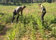 Polsek Bagan Sinembah Kawal Ketahanan Pangan, Pantau Intensif Pertumbuhan Jagung di Lahan 2 Hektare Demi Sukseskan Asta Cita Presiden