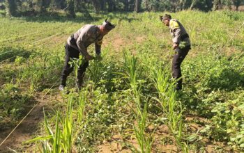 Polsek Bagan Sinembah Kawal Ketahanan Pangan, Pantau Intensif Pertumbuhan Jagung di Lahan 2 Hektare Demi Sukseskan Asta Cita Presiden